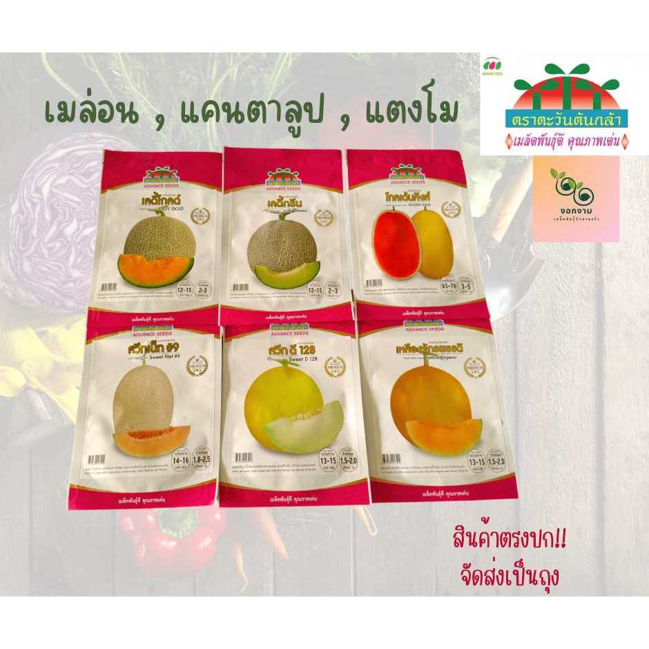 เมล็ดผลไม้ เมล่อน แคนตาลูป แตงโม ตราตะวันต้นกล้า