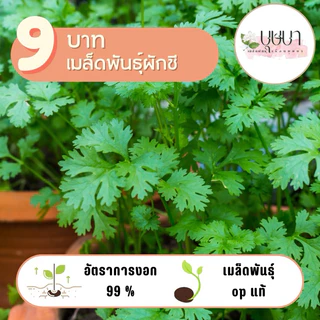 เมล็ดพันธุ์ผักชี 9บาท 400เมล็ด