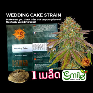 เมล็ดกัญชา Wedding Cake (Fem) - Barney’s Farm