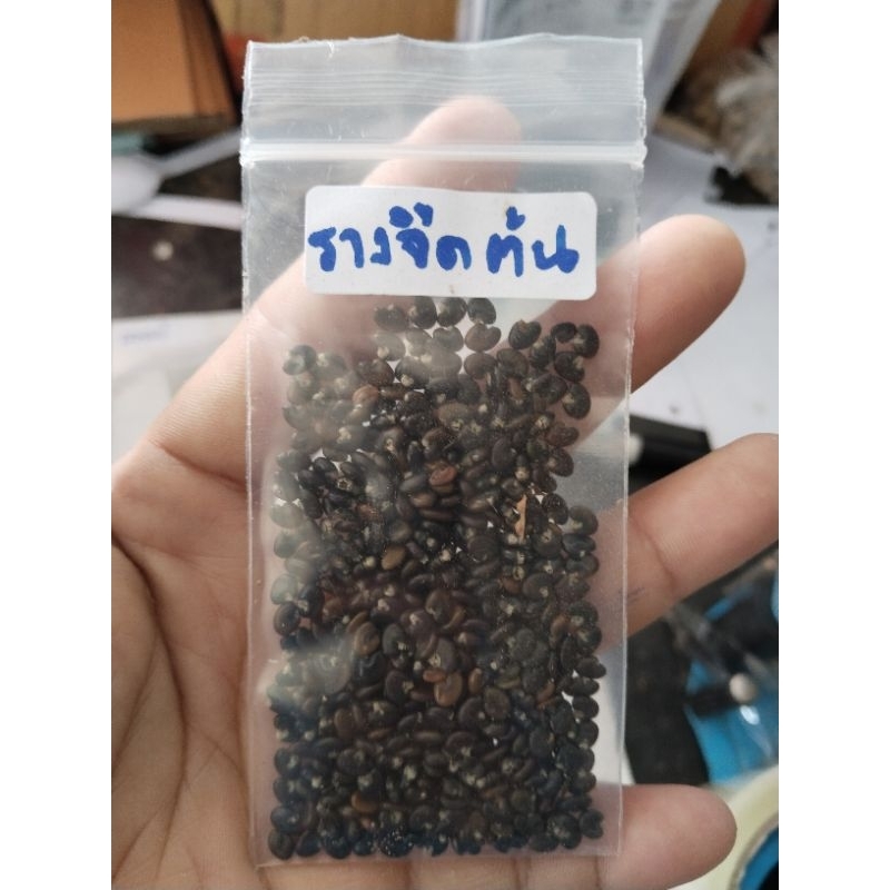 รางจืดต้น หิ้งหาย ขายเมล็ดพันธุ์ชุดละ50บาทบรรจุราว100เมล็ด ราคา ถูกที่สุด ดีลบีเคเค แกลเลอรีภาพที่ 9