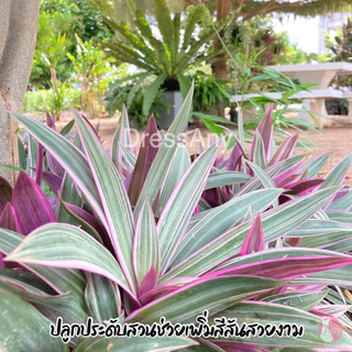 ต้นเพชรสายรุ้ง ว่านกาบหอยด่างชมพู ตัดต้นสด ขายเป็นชุด 5แถม1 ต้น 60 บาท