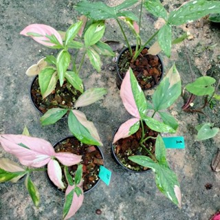 syngonium Red Spot Tricolor ซิงโกเนียม เรดสปอต ไตรคัลเลอร์ เงินไหลมาด่างสามสี