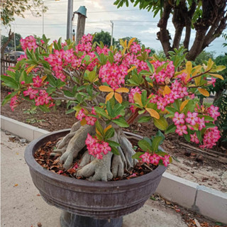 ชวนชม Adenium เพชรมงคล กระถาง 80เซน ดอกสีชมพู เต็มต้น