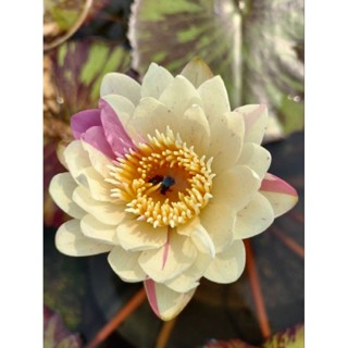 บัวผันแฟนซี(ให้ดอกทั้งปี)