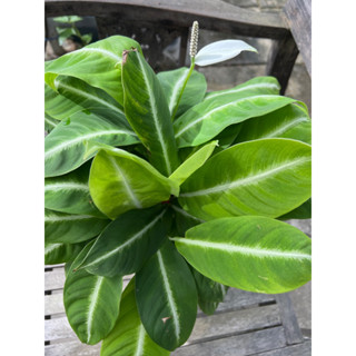 Spathiphyllum white stripe เดหลีแคระกระถาง 8”กอใหญ่