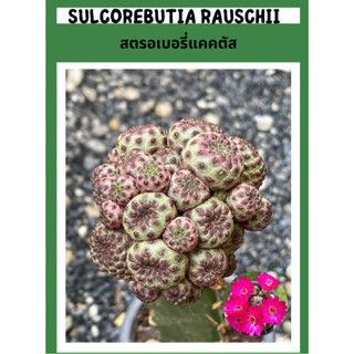 สตรอเบอรี่แคคตัส ไม้กราฟ  Sulcorebutia rauschii ( ซัลคอรีบูเทีย)