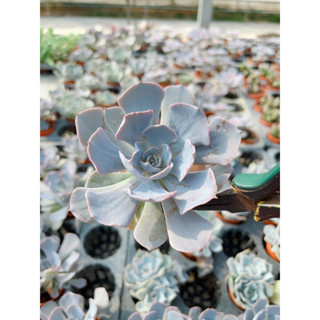 Echeveria  ซาวาเลสสีม่วงพาสเทล