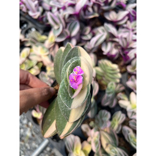 สายใยรักด่าง💞💓 Tradescantia sillamontana น่ารักมากกกกก