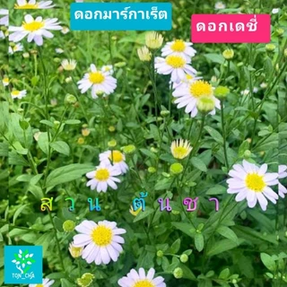 ต้นดอกเดซี่ (DAISY) หรือ มากาเร็ต ดอกสีขาวอมม่วงนิดๆ และ เดชี่เหลือง