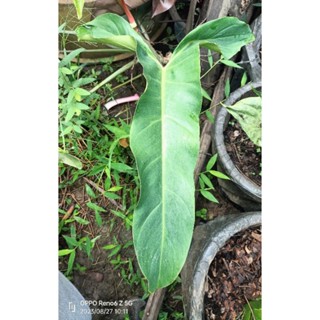 Philodendron mexicanum