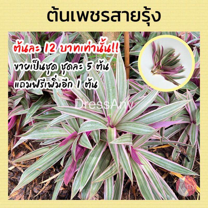 ต้นเพชรสายรุ้ง ว่านกาบหอยด่างชมพู ตัดต้นสด ขายเป็นชุด 5แถม1 ต้น 60 บาท