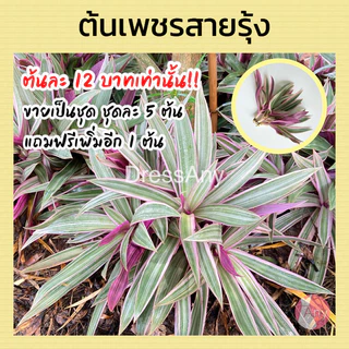 ต้นเพชรสายรุ้ง ว่านกาบหอยด่างชมพู ตัดต้นสด ขายเป็นชุด 5แถม1 ต้น 60 บาท