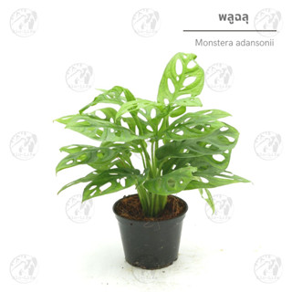 พลูฉลุ Monstera adansonii กถ.4นิ้ว