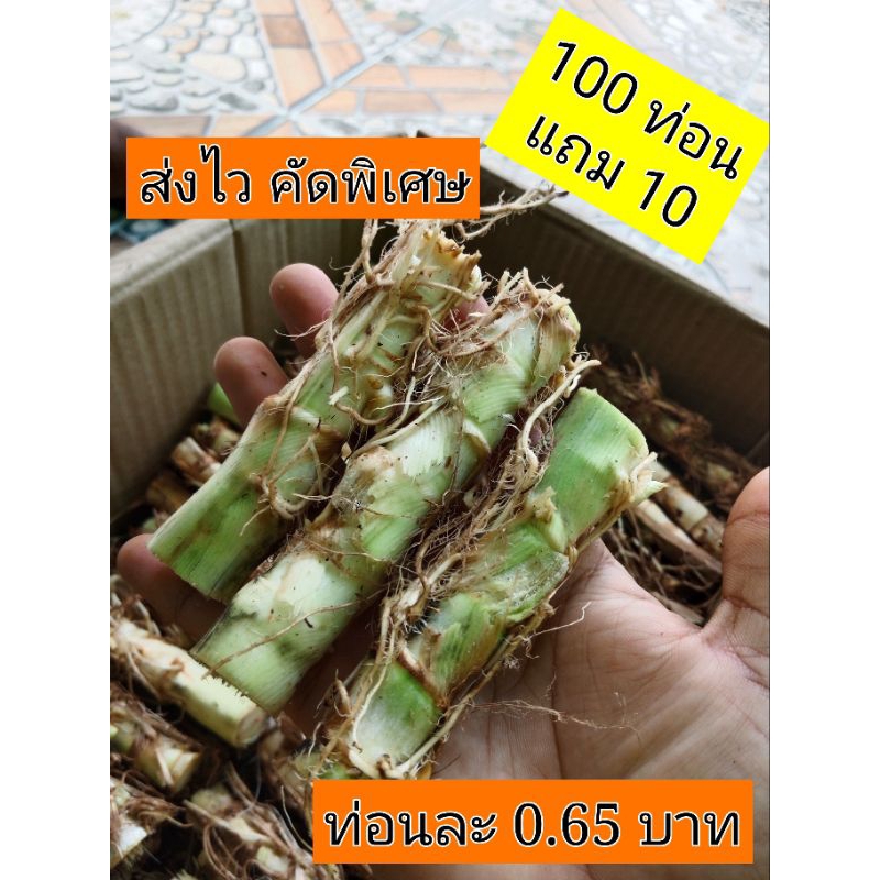 หญ้าหวานอิสราเอล 65 สตางค์ 100 ท่อน​ แถม​ 10​ ท่อน