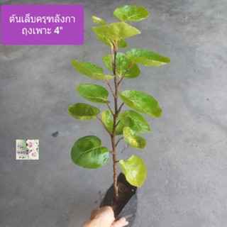 ต้นเล็บครุฑลังกา เล็บครุฑ Shield Aralia /Dinner Plate Aralia ถุงเพาะ 4" ใบใหญ่งุ้มสีเขียวทานได้ แทนจานได้ เป็นต้นไม้มงคล