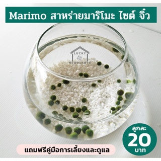 Marimo มาริโมะ จิ๋ว ของแท้ 100% สาหร่ายญี่ปุ่นนำโชค รุ่นจิ๋ว คละไซต์ ลูกละ 20 บาท