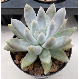 Echeveria tolimanensis กุหลาบหิน ไม้อวบน้ำ ส่งทั้งกระถาง