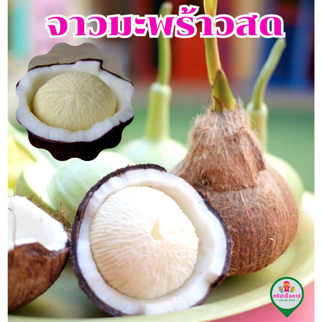 จาวมะพร้าวสด​ พวมมะพร้าว​สด​ พวมพร้าว