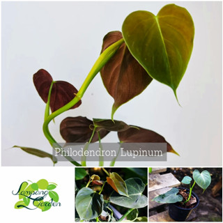 👑ต้น ฟิโลเดนดรอน​ ลูพินัม Philodendron Lupinum【กระถาง4นิ้ว】  ไม้ฟอกอากาศ ต้นไม้มงคล👑