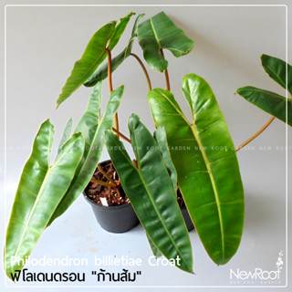 NewRootGarden ฟิโลเดนดรอน ก้านส้ม กระถาง 5นิ้ว ไม้ใบ ไม้ประดับในร่ม