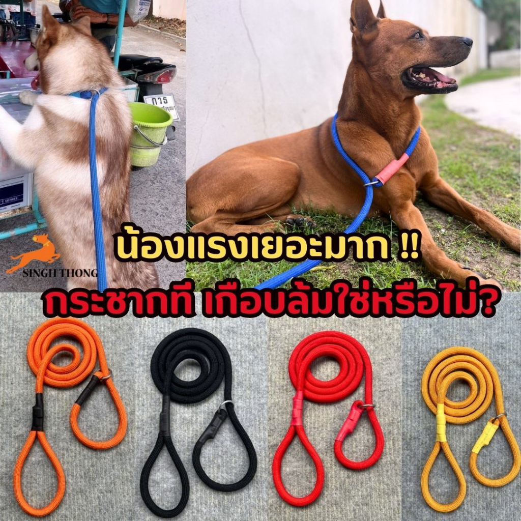 สายจูงฝึก 5 เมตร สายจูงคล้องคอ สายจูง เชือกฝึก standard Training Lead-SINGH THONG (สิงห์ทอง)