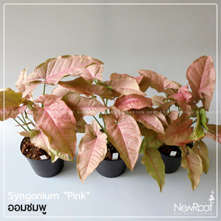 NewRootGarden ออมชมพู Syngonium Pink กระถาง 4นิ้ว ไม้ใบ ไม้ประดับในร่ม