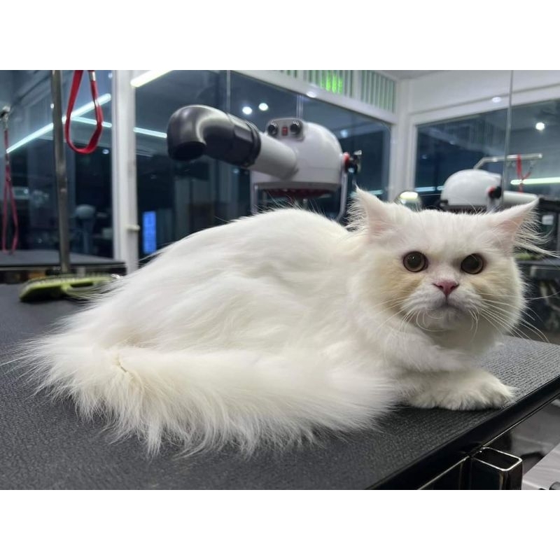 PSD920 Anionic Pet Grooming Finishing Dryer and Stand n552459 ThaiPick