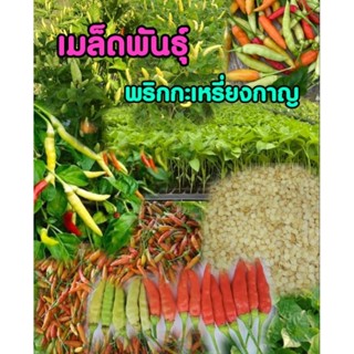 เมล็ดพันธุ์พริกกะเหรี่ยงกาญแท้(100+เมล็ด)