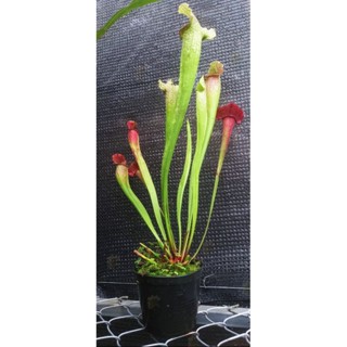 Sarracenia Juthatip Soper กระถาง 4 นิ้ว rae item  #ซาราซีเนีย #พืชกินแมลง #ไม้หายาก