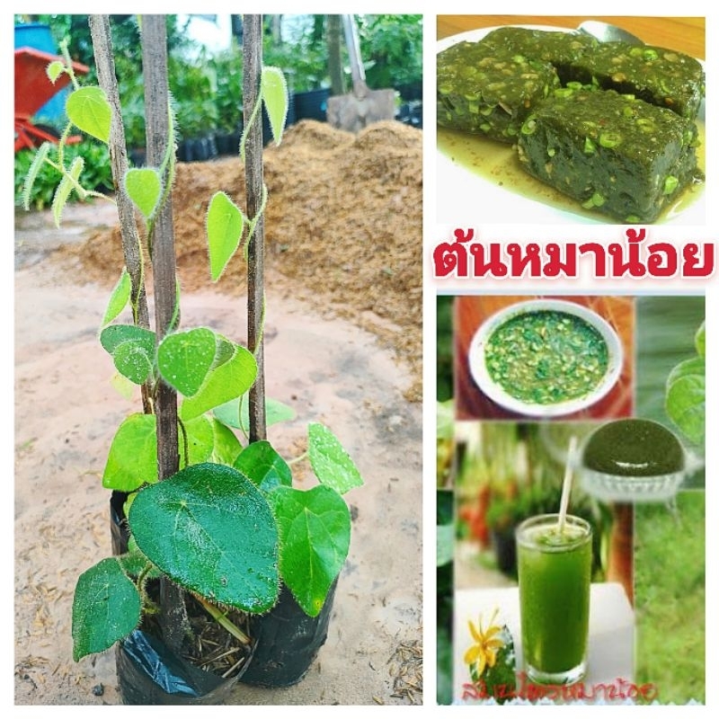 ต้นหมอน้อยย่านาง หรือต้นหมาน้อย หรือต้นกรุงเขมา เป็นสมุนไพรยาเย็น นิยมนำใบไปขยำใส่กับน้ำทิ้งไว้สักพักจะแข็งตัวเป็นวุ้น