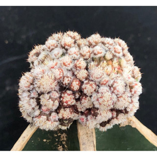 แคคตัส ยิมโนมอนส์ด่าง Gymnocalycium  Mihanovichii  Montrose Variegata ไม้กราฟ จำนวน 1 ต้น