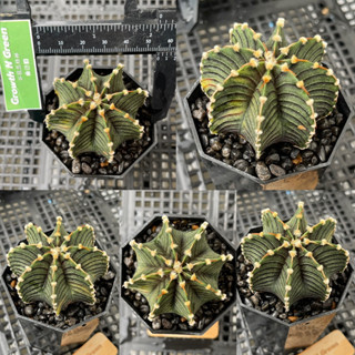 แอลบี2178แท้ ไม้เมล็ด ด่าง 8พู ขนฟู หายาก LB2178 แท้ด่าง Gymnocalycium friedrichii lb 2178 variegated