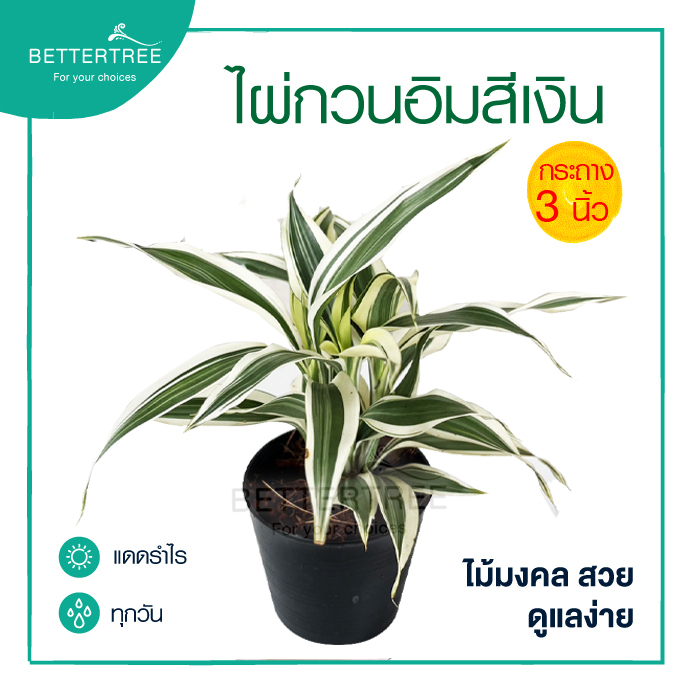 ไผ่กวนอิมสีเงิน กระถาง 3 นิ้ว ไม้ฟอกอากาศ ไม้มงคล