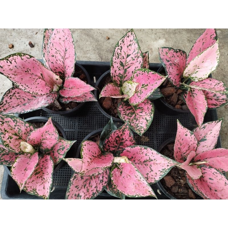 อโกลนีมา ค้ำคูณ สีชมพู บริ๊งค์ บริ๊งค์ Aglaonema Khumkoon