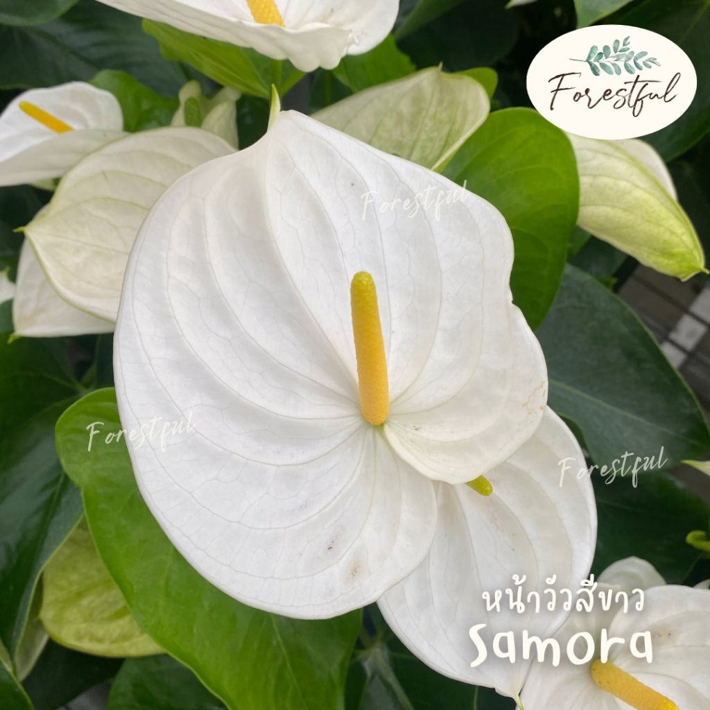 หน้าวัวสีขาว Samora ขนาดกระถาง 7 นิ้ว (สินค้ามีพร้อมส่งค่ะ)