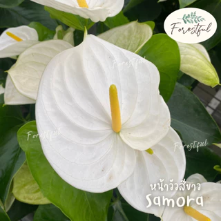 หน้าวัวสีขาว Samora ขนาดกระถาง 7 นิ้ว (สินค้ามีพร้อมส่งค่ะ)