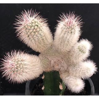 แคคตัส อิชินอป ไวริดิฟอลรัสคานัส Echinocereus viridiflorus canus ไม้กราฟ จำนวน 1 ต้น