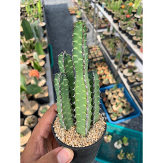 ยูโฟเบียบอร์เรนลายเสือ (Euphorbia Boranensis)