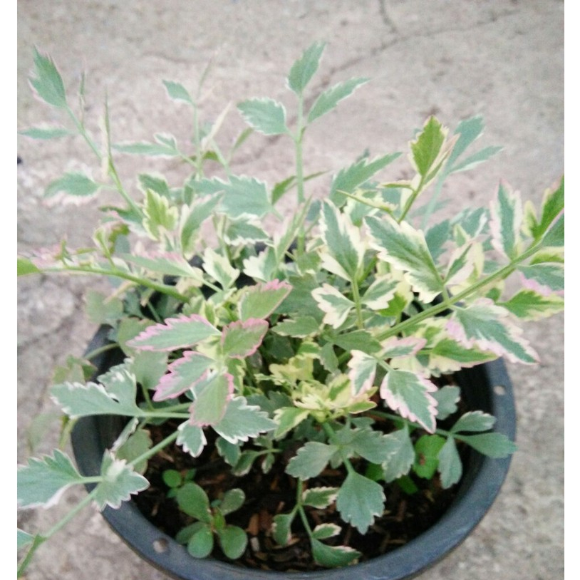 Oenanthe javanica 'Flamingo' : ผักชีล้อมใบด่าง สมุนไพร เครื่องเทศ มีกลิ่นหอม