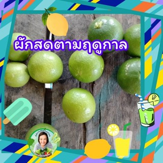 🌽🥕🌶️🍅🍠 ผักสดตามฤดูกาล 🥬🥒🥦🧅🍆