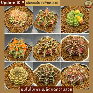 [Update10.9] ยิมโนด่างไม้เพาะเมล็ด(Seeding) ยิมโนคริสด่าง คัดเกรด สวยๆทุกต้น cactus ส่งทั้งกระถาง