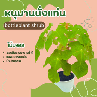 หนุมานนั่งแท่น ไม้มงคล Buddha belly plant, bottleplant shrub