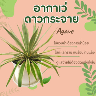 อากาเว่ อากาเว ป่านศรนารายณ์ อากาเว่ปากนกแก้ว อากาเว่ ดาวกระจาย agave