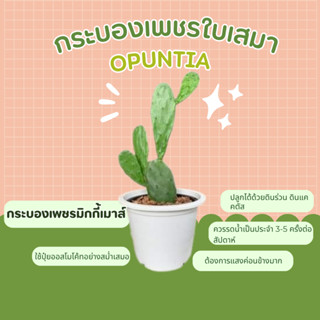 กระบองเพชรใบเสมา กระบองเพชรมิคกี้เมาส์ Red-flower prickly pear , opuntia , prickly pear เสมา