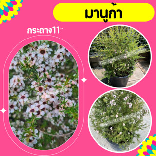 ต้นมานูก้า (Manuka) ดอกสีชมพูอ่อน ขาวอมชมพู #🪴11"
