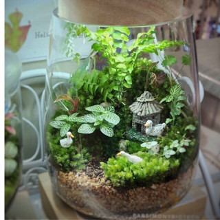 04 สวนขวด Terrarium จัดสำเร็จ ของขวัญ