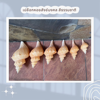 เปลือกหอยสังข์มงคล สีธรรมชาติ หลายSizeหลายขนาด