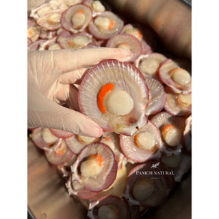 Panich Natural หอยเชลล์ฝา หอย อาหารทะเล สด ปลอดสารเคมี