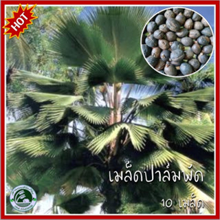 10 เมล็ด ปาล์มพัด Fiji Fan Palm เมล็ดปาล์มพัด ปาล์มฟิจิ เมล็ดปาล์ม ปาล์ม