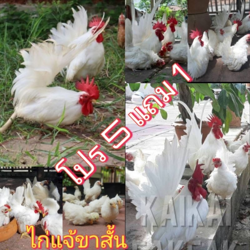 ไข่เชื้อ​ไก่แจ้​ ไข่ลุ้นเชื้อไข่ไก่แจ้สีขาวล้วน ขาสั้นราคาต่อฟอง โปร 5 แถม 1 ไข่ไก่เชื้อไก่แจ้ ไข่เช